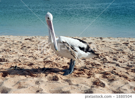 Pelican who nestles in Monkey Mia Pelican who nestles in Monkey Mia 1880504