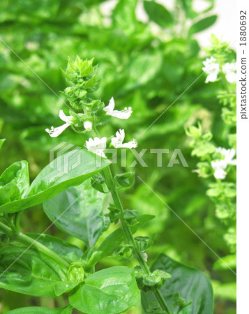 Basil flower [home garden] [up] (vertical) 1880692