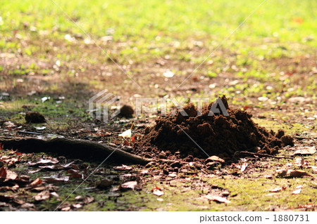A hole in a mole A hole in a mole 1880731