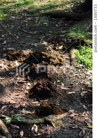 A hole in a mole 1880733