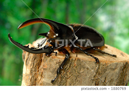 海王星魚 1880769