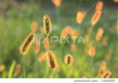 Setaria viridis 1880905