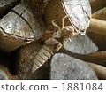 The shellfish of the onijama's jago 1881084