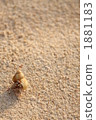 hermit crab, creature, living thing 1881183