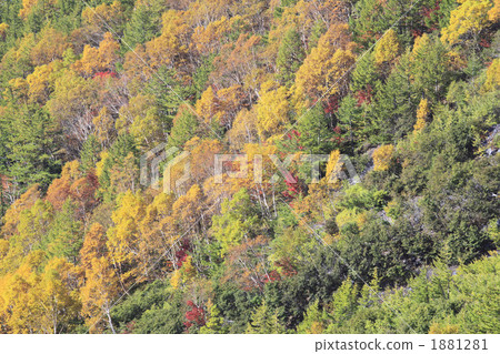 在富士山附近的秋葉 在富士山附近的秋葉 1881281