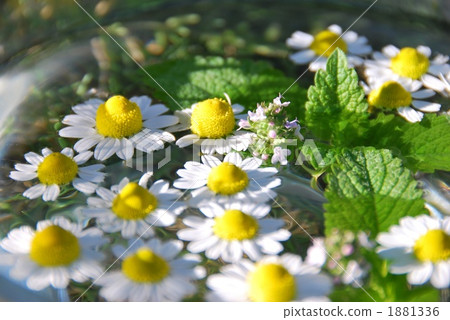 Herb flowers 1881336