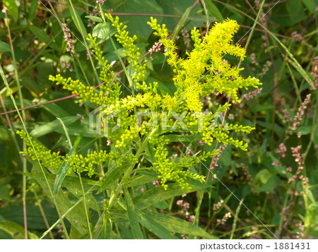 秋天的花朵 1881431