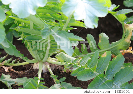 Daikon at the field Daikon at the field 1881601