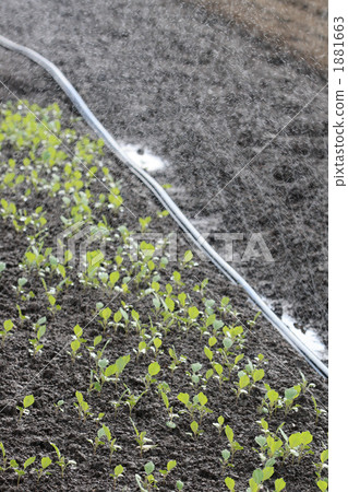 Seedling field during watering Seedling field during watering 1881663