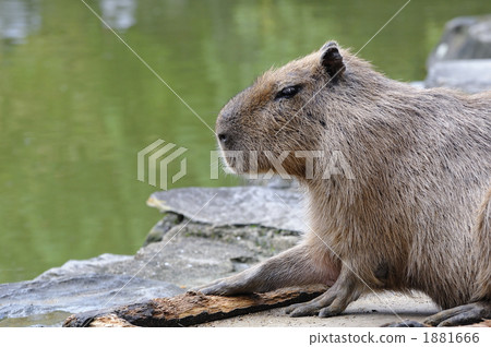 Capybara's portrait Capybara's portrait 1881666