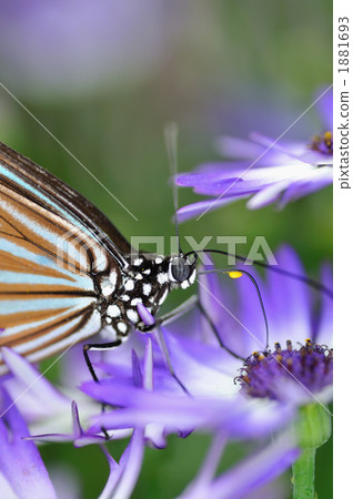 Asagi madara 1881693