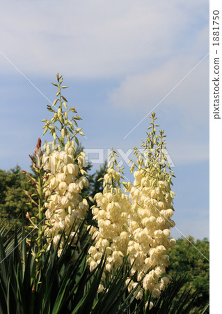 Kimigayo orchid in full bloom 1881750