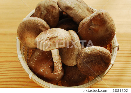 Shiitake 1881802