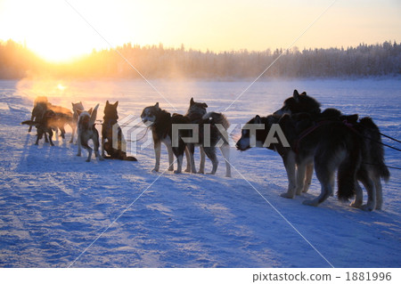 husky, huskies, frozen field 1881996
