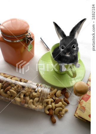 Rabbit Rabbit 1882184