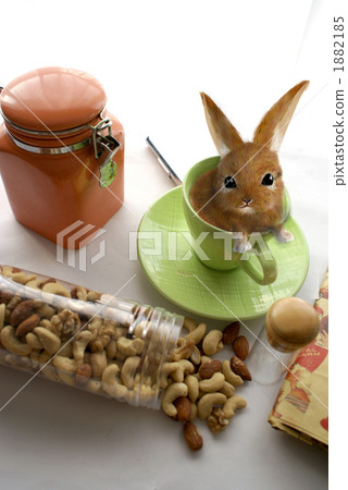 Rabbit Rabbit 1882185