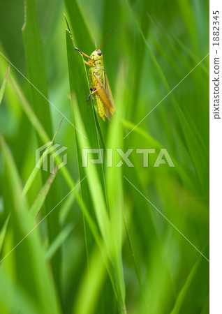 蝗蟲 蝗蟲 1882345