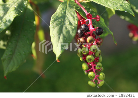 山區鄉房 1882421