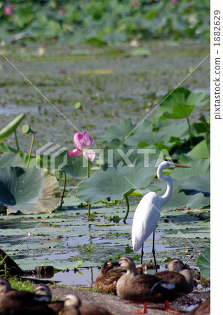 Daisygi and lotus 1882629