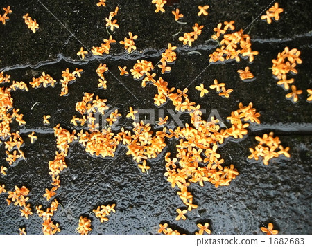 Kinmokusei scattered in autumn rain 1882683