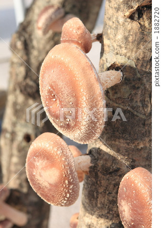 Haruki Shiitake 1882720