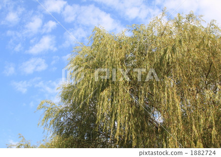 Shidareyanagi Shidareyanagi 1882724