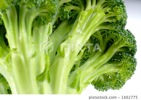 西蘭花 花椰菜 新鮮 1882775