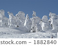 覆有霜的樹 冰霜覆蓋的樹木 白雪皚皚 1882840