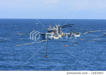 Rausu set net fishing 1883065