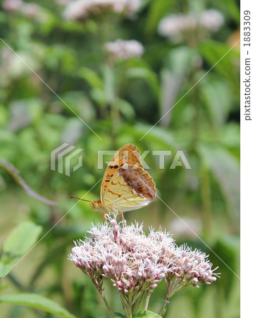 Butterfly · Ura Gin Sujihyumon 1883309