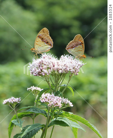 蝴蝶·Ura Gin Sujihyumon 1883314