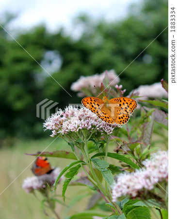 Butterfly · Ura Gin Sujihyumon 1883334