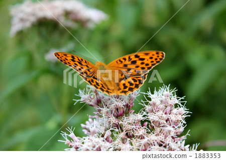 蝴蝶·Ura Gin Sujihyumon 1883353