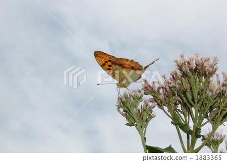 Butterfly · Ura Gin Sujihyumon 1883365