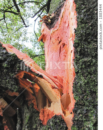 The big tree that broke after the storm 1883444