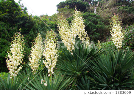 A plant that seems to be a Spanish dagger that blooms white flowers A plant that seems to be a Spanish dagger that blooms white flowers 1883609