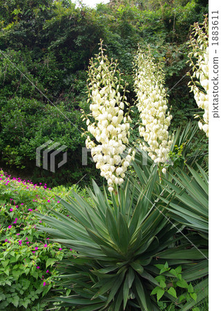 A plant that seems to be a Spanish dagger that blooms white flowers A plant that seems to be a Spanish dagger that blooms white flowers 1883611