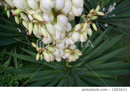 A plant that seems to be a Spanish dagger that blooms white flowers 1883613