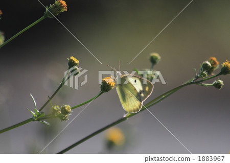 eastern pale clouded yellow, butterfly, butterflies 1883967