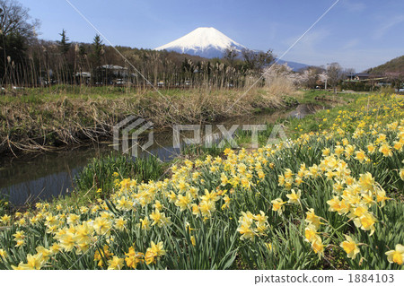 富士山和水仙花 1884103