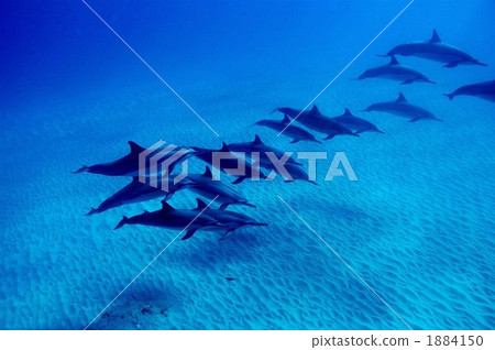 Dolphin Dolphin 1884150