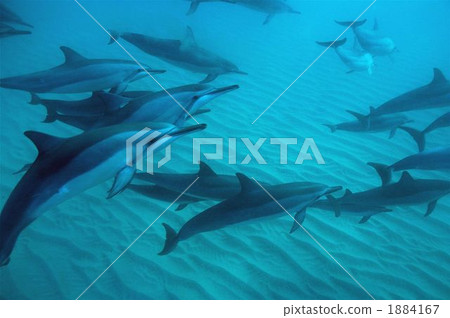 Dolphin Dolphin 1884167