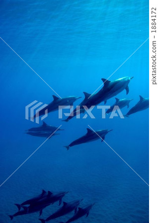 微調海豚 1884172