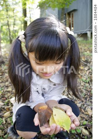 Fallen leaves observation 1884484