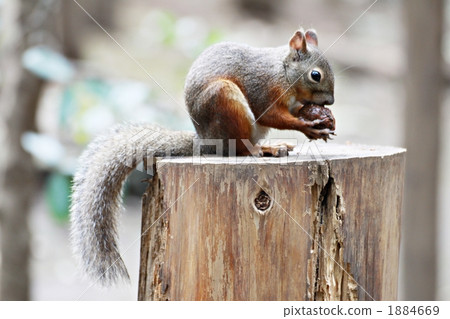 terrestrial animal, squirrel, squirrels 1884669