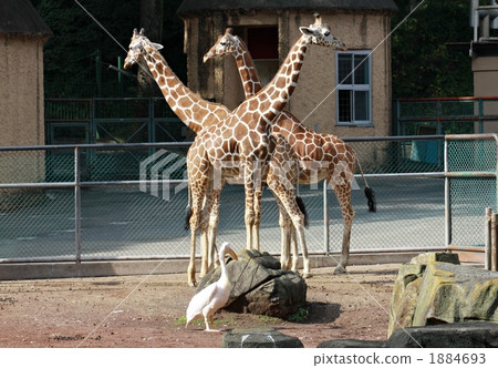 terrestrial animal, giraffe, animal 1884693
