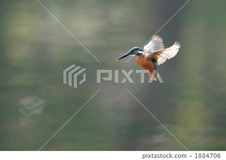 懸停翠鳥 1884706