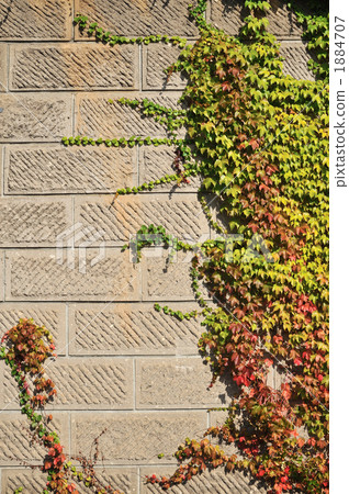 牆面 石牆 牆壁 1884707