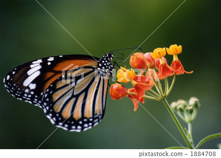 Suejigoro Kabamadara 1884708