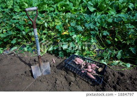 賞金的地球 1884797